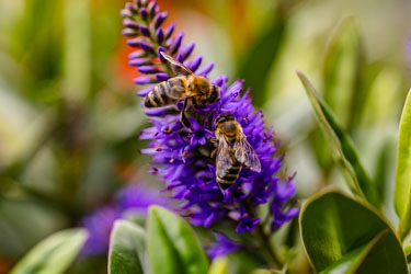 Blomster og vekster Blomster og vekster