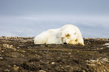 Svalbard - vår unike arktiske verden Svalbard - vår unike arktiske verden