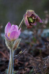 Blomster og vekster