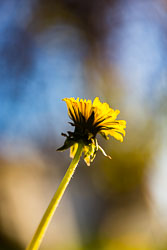 Blomster og vekster Blomster og vekster