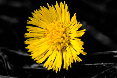 Blomster og vekster
