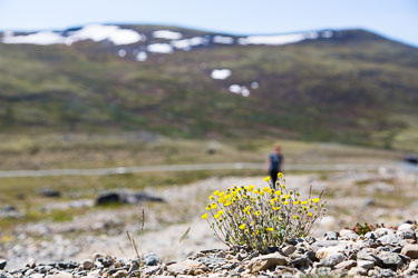 Blomster og vekster Blomster og vekster