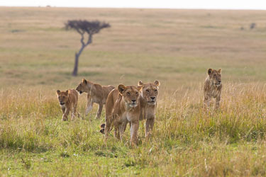 Masai Mara