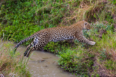 Leoparder