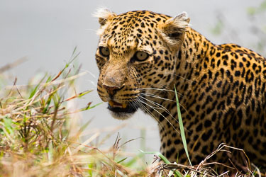 Leoparder