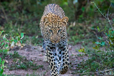Leoparder