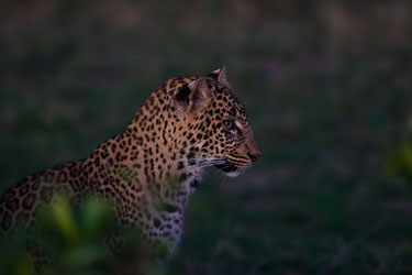 Leoparder