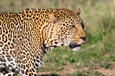 Leoparder