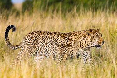 Leoparder