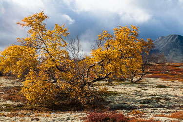Dovrefjell - det evige i Norge