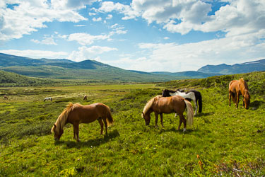 Dovrefjell - det evige i Norge