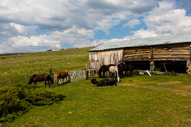 Dovrefjell - det evige i Norge Dovrefjell - det evige i Norge