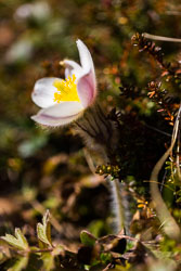 Dovrefjell - det evige i Norge
