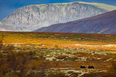 Dovrefjell - det evige i Norge