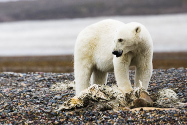 Landdyr - En titt på de landdyr Svalbard har å by på om sommeren Landdyr - En titt på de landdyr Svalbard har å by på om sommeren