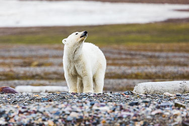 Landdyr - En titt på de landdyr Svalbard har å by på om sommeren