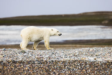 Landdyr - En titt på de landdyr Svalbard har å by på om sommeren Landdyr - En titt på de landdyr Svalbard har å by på om sommeren