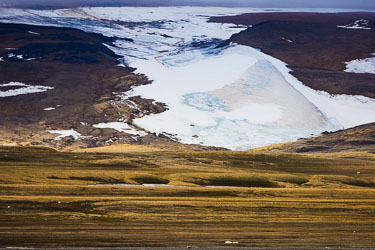 Landdyr - En titt på de landdyr Svalbard har å by på om sommeren