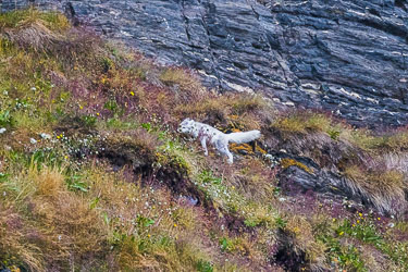 Landdyr - En titt på de landdyr Svalbard har å by på om sommeren Landdyr - En titt på de landdyr Svalbard har å by på om sommeren