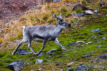 Landdyr - En titt på de landdyr Svalbard har å by på om sommeren