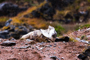 Landdyr - En titt på de landdyr Svalbard har å by på om sommeren